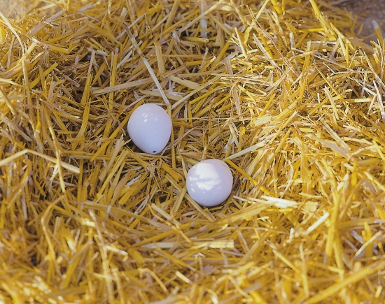 Artificial eggs for hens, tone 88419_mood01_73004.jpg