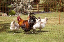 Poultry Netting 50 m., 106cm Double Prong,orange, el. cond. 123601_mood01_292204+23.jpg