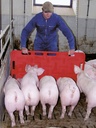 Pig herding board red 126 x 76 cm